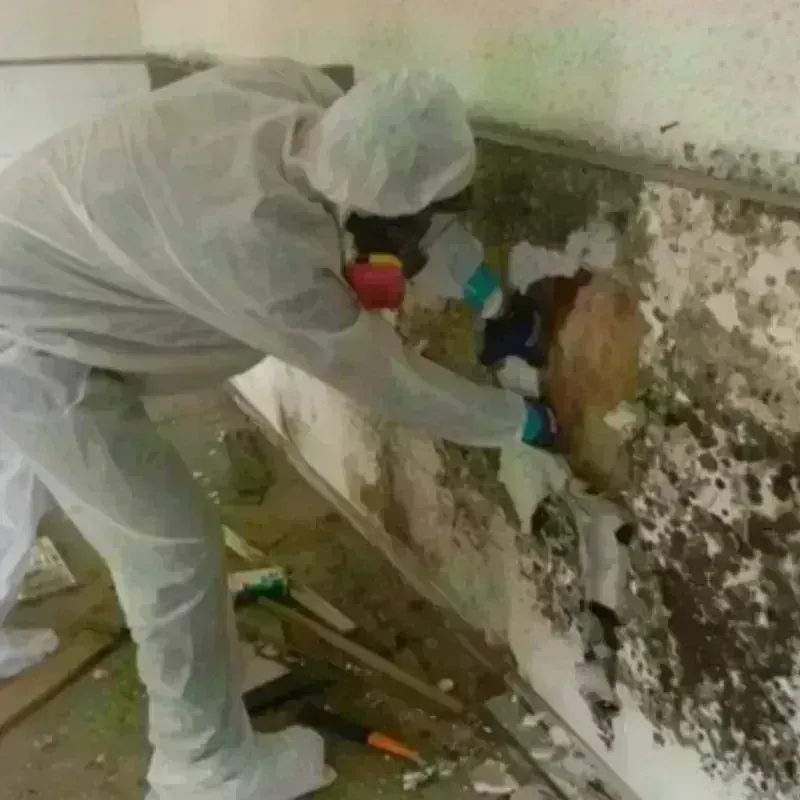 Mold Remediation and Removal in Santa Ana, CA